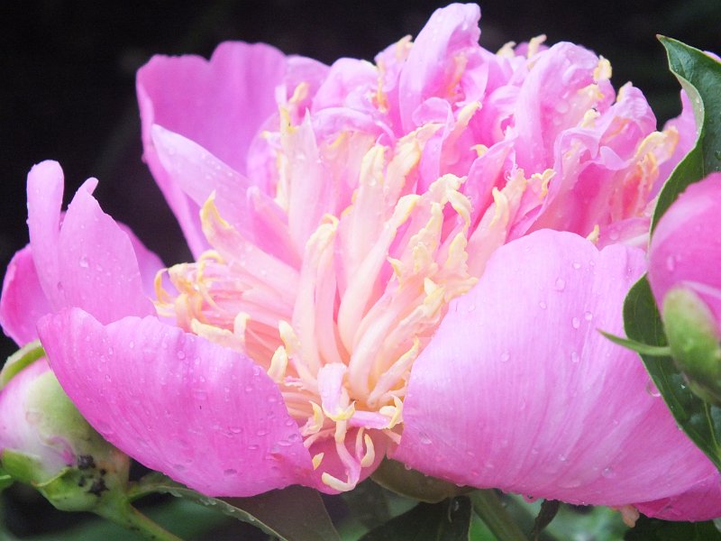 peony14 (36)